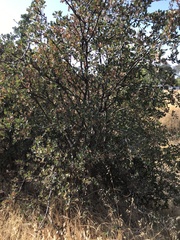 Quercus douglasii
