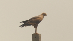 Buteogallus meridionalis