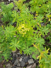 Helioscopia