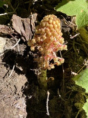 Pterospora andromedea