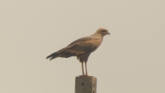 Buteogallus meridionalis