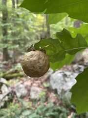 Amphibolips