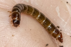 Meracantha contracta