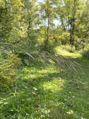 Bromus inermis