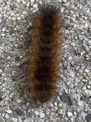 Spilosomina