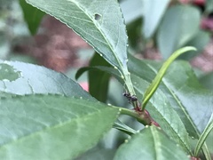 Lasius