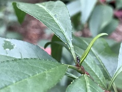 Lasius