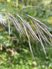 Bromus inermis