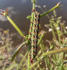 Eumorpha fasciatus