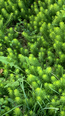 Euphorbia cyparissias