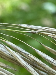Bromus inermis