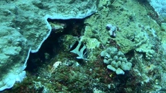 Chaetodon argentatus