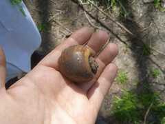 Pomacea canaliculata