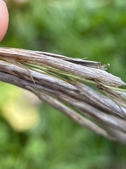 Bromus inermis