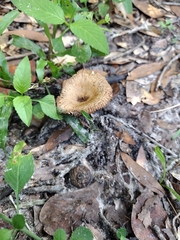Lentinus crinitus