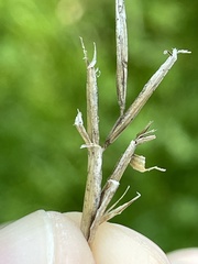 Bromus inermis