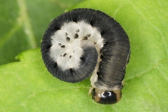 Macrophya alboannulata