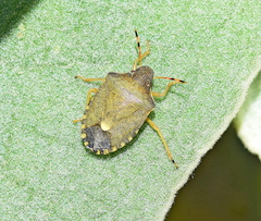 Peribalus strictus vernalis