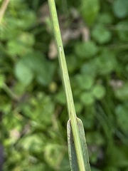 Bromus inermis