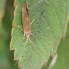 Hydropsyche pellucidula