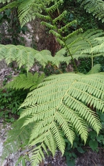 Cyathea