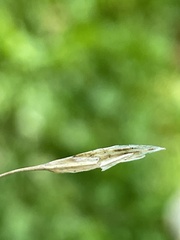 Bromus inermis
