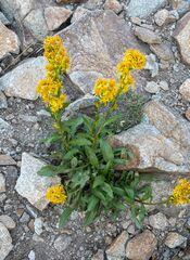 Solidago multiradiata
