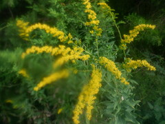 Solidago rugosa