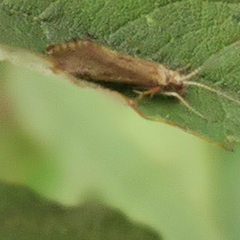 Hydropsyche pellucidula