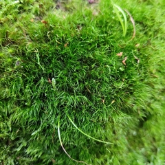 Dicranodontium denudatum