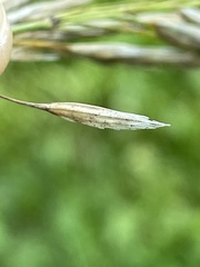 Bromus inermis