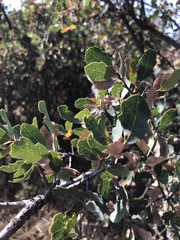 Quercus douglasii