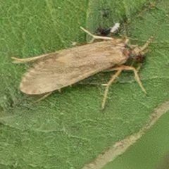 Hydropsyche pellucidula