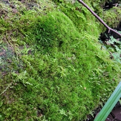 Dicranodontium denudatum