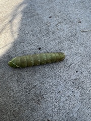 Pachysphinx occidentalis