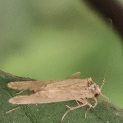 Hydropsyche pellucidula