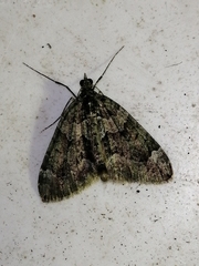 Chloroclysta siterata