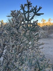 Cylindropuntia ramosissima