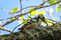 Dendrocopos leucotos