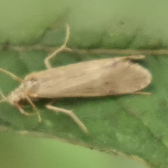 Hydropsyche pellucidula