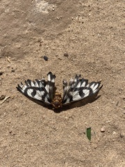 Hemileuca hera magnifica