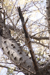 Chloropicus namaquus