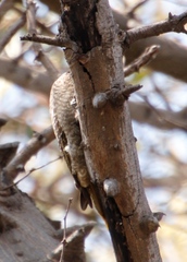 Chloropicus namaquus