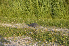 Emydoidea blandingii