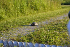 Emydoidea blandingii