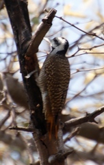 Chloropicus namaquus