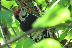 Dendrocopos leucotos