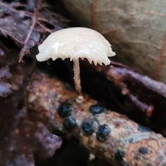 Mycetinis scorodonius