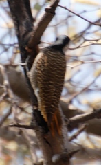 Chloropicus namaquus