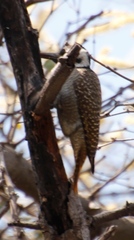 Chloropicus namaquus